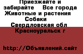 Приезжайте и забирайте. - Все города Животные и растения » Собаки   . Свердловская обл.,Красноуральск г.